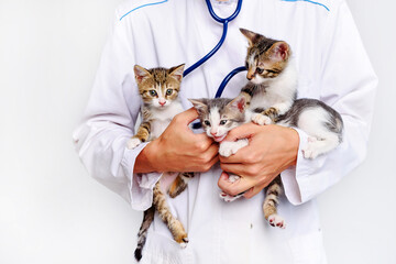 Funny kittens in the hands of a veterinarian. A veterinarian keeps kittens. Kittens are being...