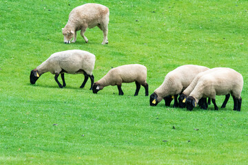Obraz na płótnie Canvas 牧場の羊（山梨県立まきば公園）