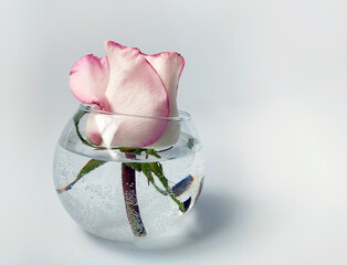 Elegant pink rose in a glass vase on a white background with a place for text