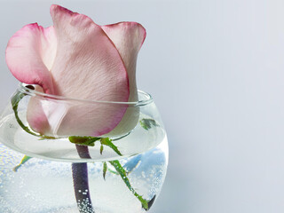 Elegant pink rose in a glass vase on a white background with a place for text