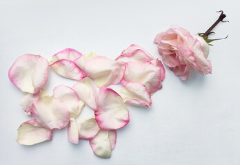 Pink rose with scattered petals on a white background