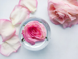 A rose in a glass vase surrounded by petals on a white background