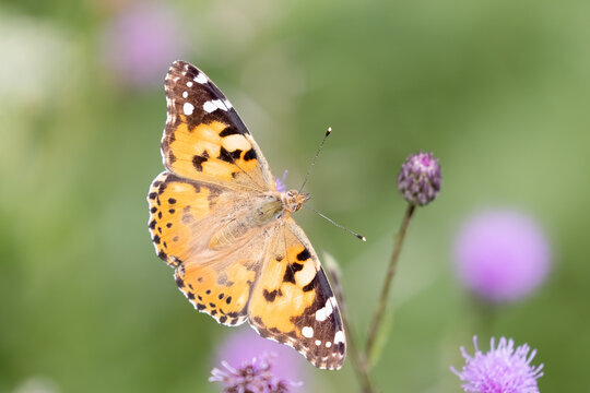 Painted Lady