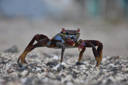 Galapagos crab on the beach