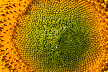 Sunflower on summer background.Selective focus.Sunflowers field background.close up of sunflower texture