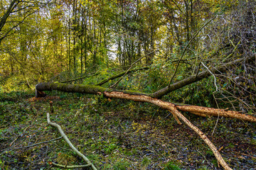 Autumnal atmosphere in the forest along the River Isar in Ismaning, Munich, Bavaria in Germany