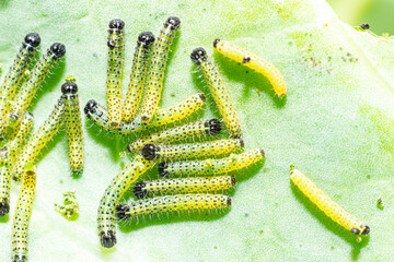 Makroaufnahme von Raupen des zweiten und dritten Larvenstadiums des großen Kohlweißlings (Pieris...