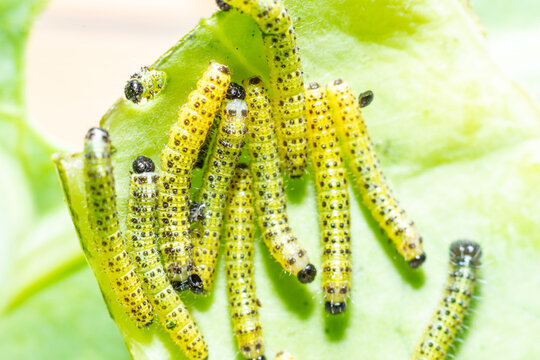 Makroaufnahme von Raupen des zweiten und dritten Larvenstadiums des gro&szlig;en Kohlwei&szlig;lings (Pieris brassicae) beim Fressen auf Wei&szlig;kohl
