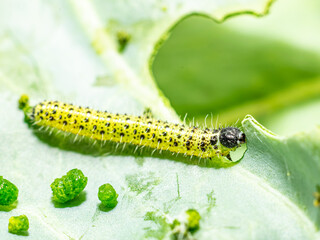 Makroaufnahme von Raupen des vierten Larvenstadiums des großen Kohlweißlings (Pieris brassicae) beim Fressen auf Weißkohl