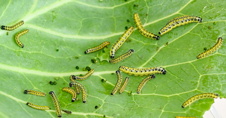 Raupe des  3. Larvenstadiums des großen Kohlweißlings (Pieris brassicae)  auf einem Weißkohlblatt