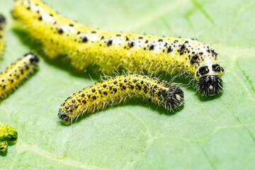 Makroaufnahme zweier Raupen des 4 Larvenstadiums des großen Kohlweißlings (Pieris brassicae) auf Weißkohl