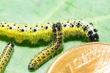 Makroaufnahme zweier Raupen des 4 Larvenstadiums des großen Kohlweißlings (Pieris brassicae) auf Weißkohl im Größenvergleich zu einer 1 Cent Münze