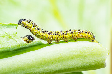 Makroaufnahme von fressenden Raupen des 4. Larvenstadiums des großen Kohlweißlings (Pieris brassicae) auf Weißkohl