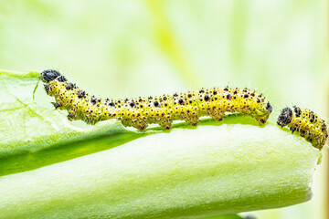 Makroaufnahme von fressenden Raupen des 4. Larvenstadiums des großen Kohlweißlings (Pieris brassicae) auf Weißkohl