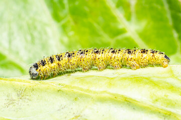 Makroaufnahme einer Raupen des 5. Larvenstadiums des großen Kohlweißlings (Pieris brassicae) auf Weißkohl