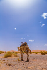 モロッコ　サハラ砂漠