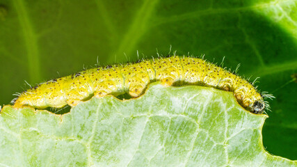 Makroaufnahme einer Raupen des 5. Larvenstadiums des großen Kohlweißlings (Pieris brassicae) auf Weißkohl