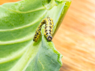 Fünftes Larvenstadium einer Raupe des großen Kohlweißlings (Pieris brassicae)