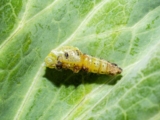 Fehlverpuppung des großen Kohlweißlings (Pieris brassicae)