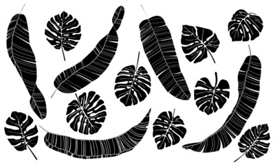  Tropical plant banana and monstera leaves big set. Black hand drawn vector isolated on white background.