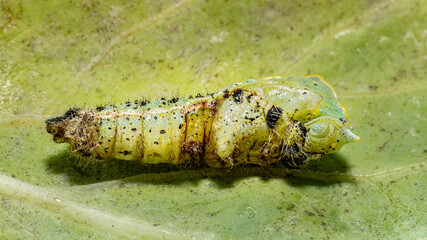 caterpillar on a leaf