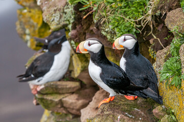 Horned Puffin (Fratercula corniculata) at St. George Island, Pribilof Islands, Alaska, USA