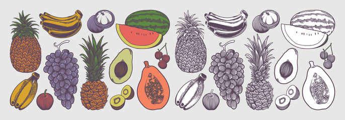 Fruit collection with sketch drawing vintage style colorful hand drawn Illustration vector image set of fruits.