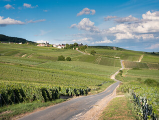 Fototapeta na wymiar vineyards in countryside of marne valley south of reims in champagne ardenne