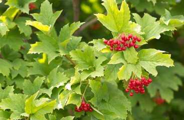 Red berries of viburnum on green bush