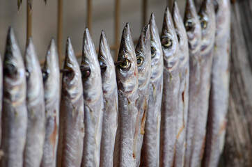 干された魚