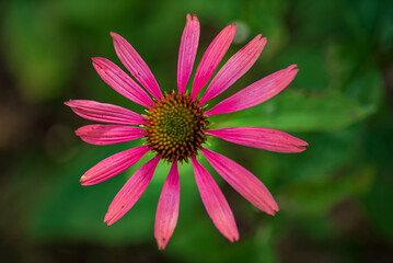 Fototapeta premium Echinacea purpurea flowers in the garden.