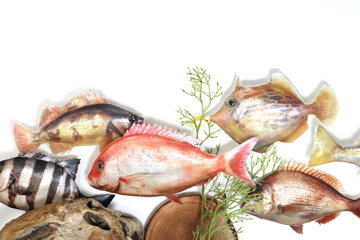 海の中の魚たち