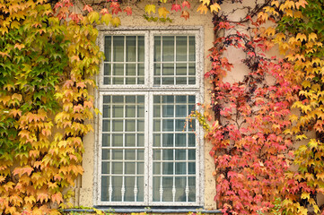 wall with rustic wooden window and creeper in Vienna autumn season