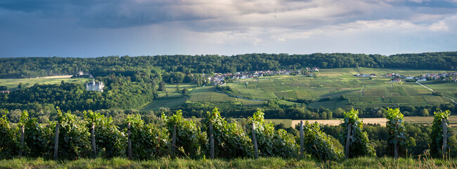 vineyards in marne valley south of reims in french region champagne ardenne - obrazy, fototapety, plakaty