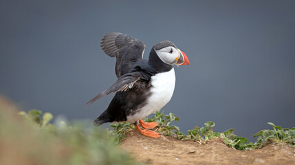 The atlantic puffin lives on the ocean and comes for nesting and breeding to the shore. They are seen in big numbers on Iceland