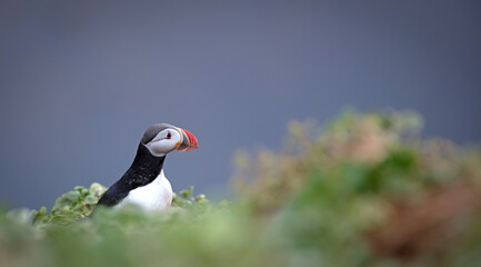 The atlantic puffin lives on the ocean and comes for nesting and breeding to the shore. They are seen in big numbers on Iceland