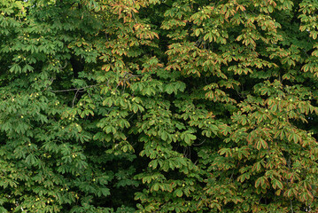 Texture of leaves and fruits of the chestnut tree