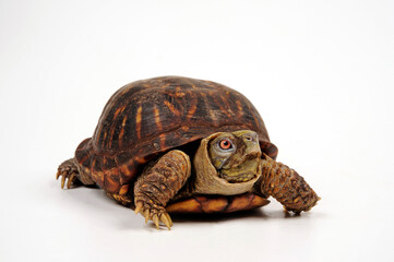 Western box turtle, Ornate box turtle // Schmuck-Dosenschildkröte (Terrapene ornata)