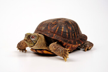 Schmuck-Dosenschildkröte // Western box turtle, Ornate box turtle (Terrapene ornata)