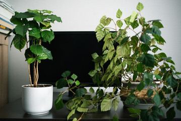 Cozy work area at home with green plants, work interior with home plants