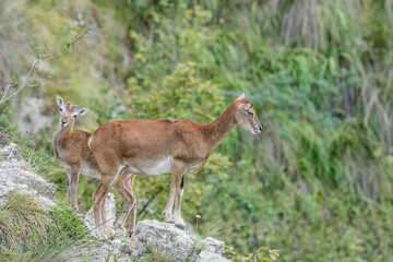 Wonderful portrait of European mouflons, female with its cub (Ovis aries musimon)