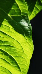 Close up of a fresh green plant leaf