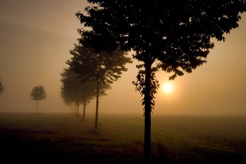 Naklejka na ściany i meble Wonderful foggy morning with sunrise