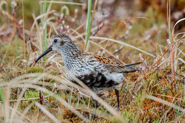 Dunlin (Calidris alpina) in Barents Sea coastal area, Russia