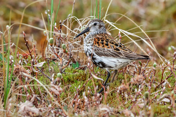 Dunlin (Calidris alpina) in Barents Sea coastal area, Russia