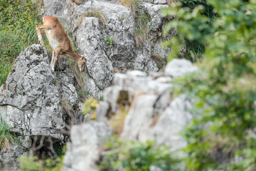 European mouflon female on extreme terrain (Ovis aries musimon)