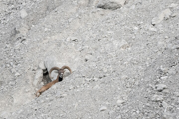 Mouflon male on stony ground (Ovis aries musimon)