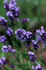 lavender flowers in the garden