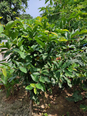 plants in the garden and guava plant |