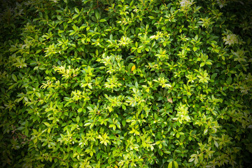 green leaf nature wallpaper background with vignetting